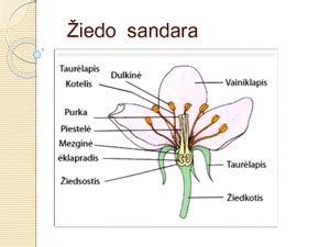 Didžiojo barškučio žiedo sandara