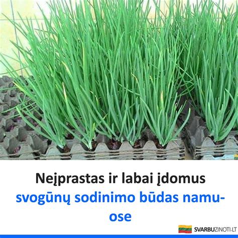Svogūnų sodinimo gairės