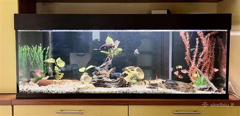 Akvariumas su tropinėmis žuvytėmis