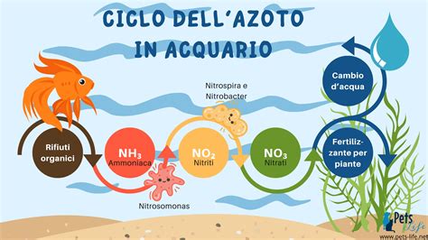 Azoto ciklo schema akvariume