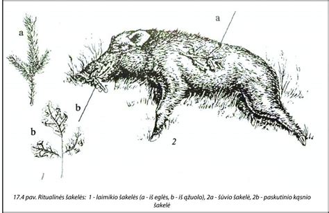 Erkė ant medžio šakelės