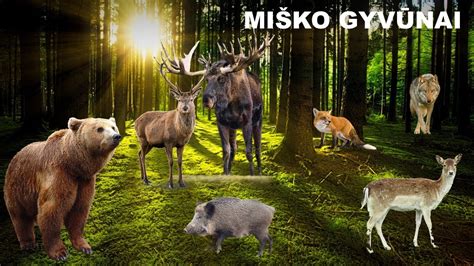 Miško gyvūnai iš vaikų pasakos