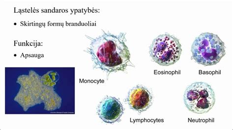 Kiaušialąstės brendimo laboratorijoje schema