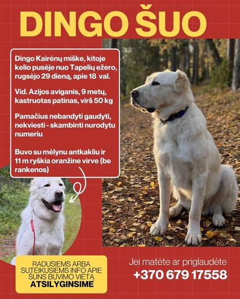 Dingusio vaiko paieškos plakatas