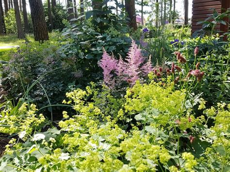 Laukinis gėlynas su natūraliai augančiais augalais