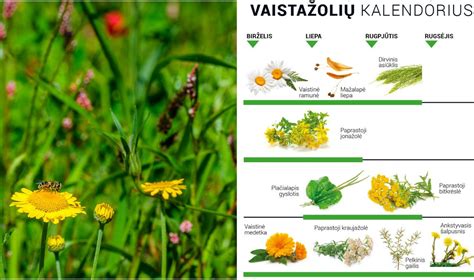 Vaistažolių rinkimo kalendorius