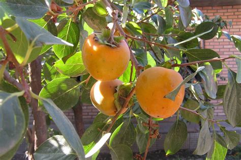 Prinokę oranžiniai persimonų vaisiai ant šakos