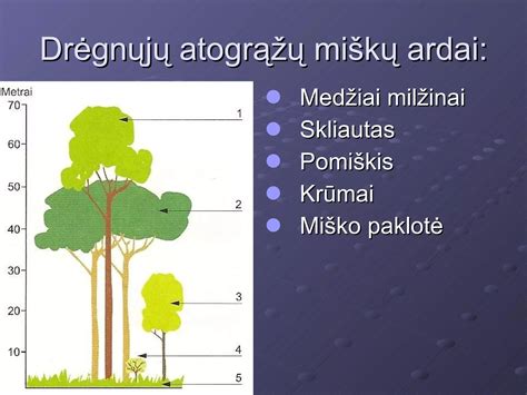 Atogrąžų miškų augalijos panorama