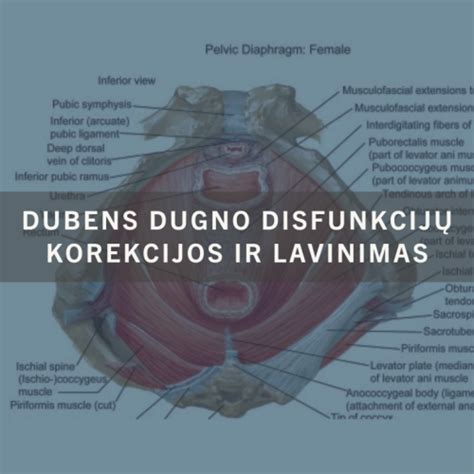 Moters dubens dugno raumenų schema