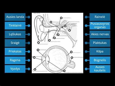 Ausies sandaros schema su vidurinės ausies uždegimu