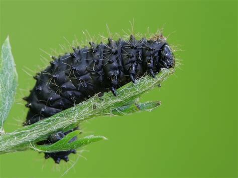 Kraujažolinio grublio lerva ant pažeisto augalo lapo