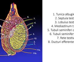 Anatominė schema, rodanti sėklidės, prielipo, sėklinio latako ir sėklinių pūslelių vietą