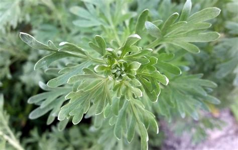 Pelynas kaip natūralus vabzdžių atbaidymo priemonė