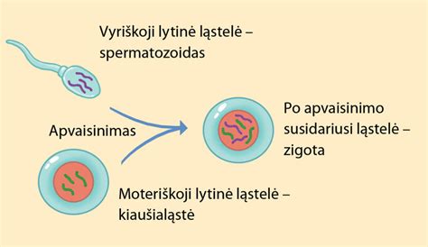 Spermatozoido branduolio ir chromosomų išsidėstymo schema