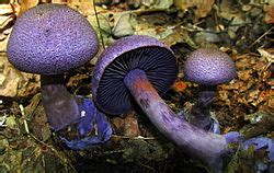 Violetinis nuosėdis grybas