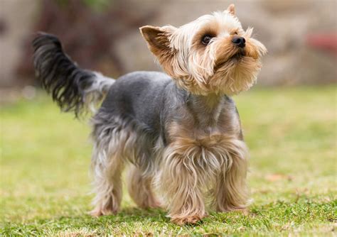 Jorkšyro terjeras „Baby Face“