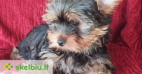 Jorkšyro terjero sveikatos problemos