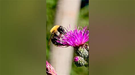 Kamanė renka medų iš gėlių