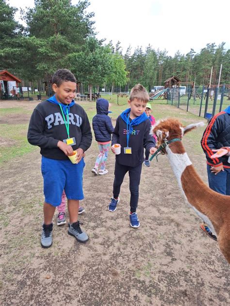 Mokiniai bendrauja su alpakomis edukacinės išvykos metu