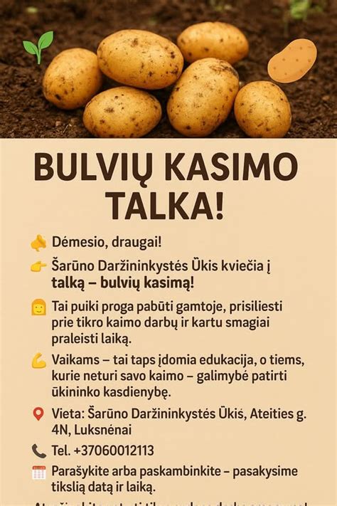 bulvių kasimo procesas sode