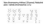 chromosomų rinkinio susidarymo schema
