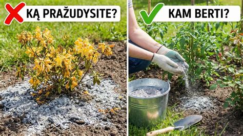 Medžio pelenai kibire