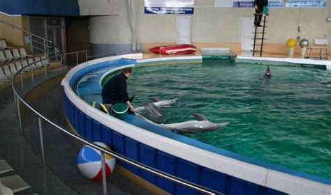 Delfinariumas Klaipėdoje