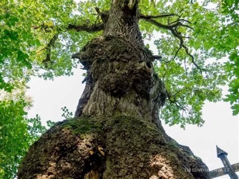 Žmogaus ir medžio sandaros palyginimas