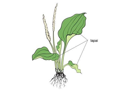 Pasifloros augalo žiedas ir lapai