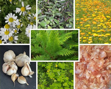 vaistinių augalų rinkimas pievoje