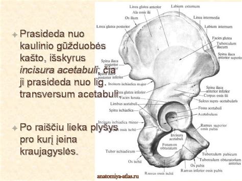Žmogaus klubo sąnario anatomija