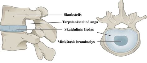 Anatominė juosmens srities schema