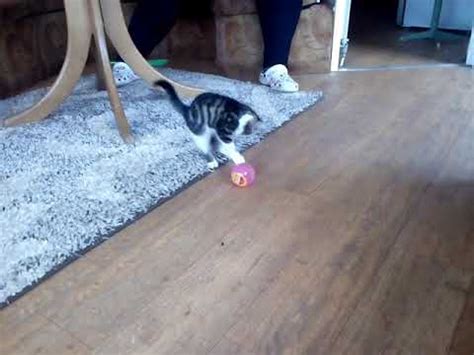 Katinas žaidžia su balionu