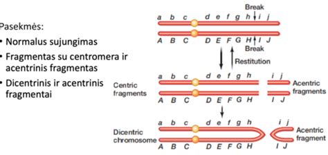 genetinės chromosomų struktūros schema
