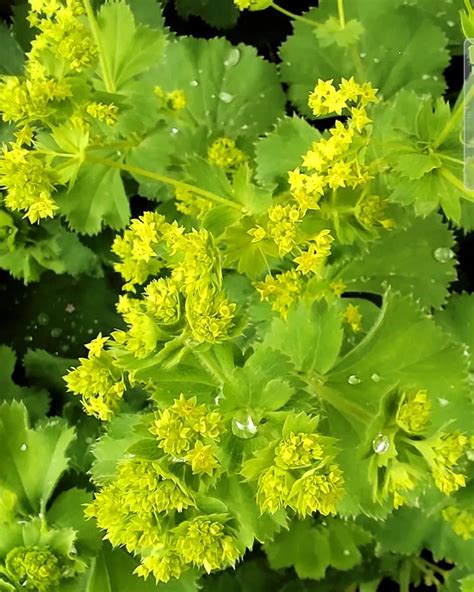 Alchemilla vulgaris (mylimoji manžetė) pievoje