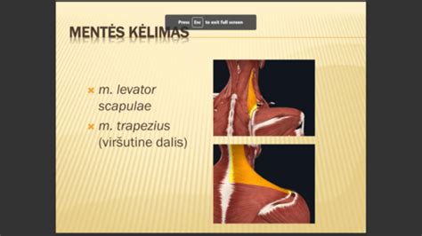 Raumenų tonuso sutrikimų tipai
