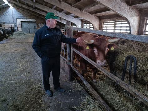 Mėsinių galvijų banda ganykloje
