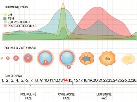 Hormonų lygis moters menstruacinio ciklo metu