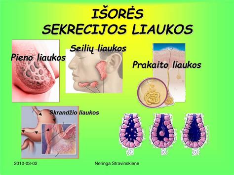 Prakaito liaukos ir termoreguliacija