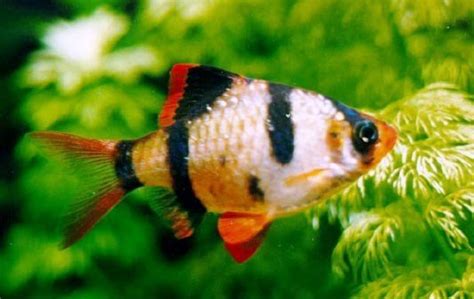 Akvariumo žuvų ligų požymiai
