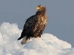 Plėšriųjų paukščių maitinimas šaltą žiemą