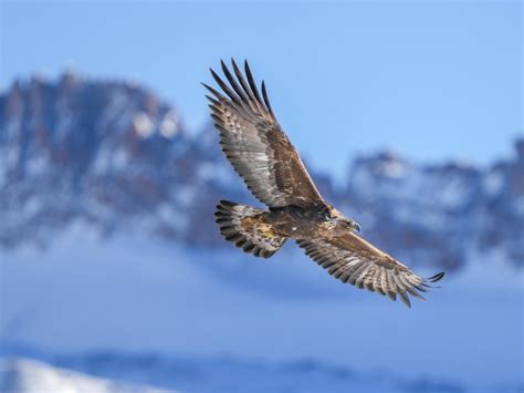 Kilnusis erelis, maitinamas specialioje aikštelėje