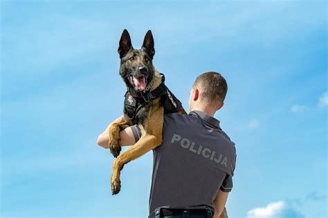 Nėščioji lankanti kursus su partneriu
