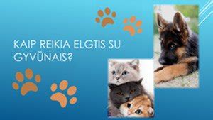 Piešinys su taisyklėmis, kaip elgtis su knygomis