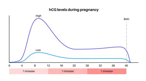 hCG hormono schema