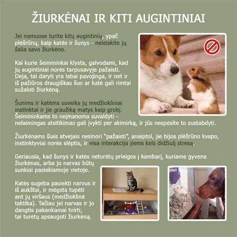 Moterys su skirtingais paltais ir striukėmis nėštumo metu