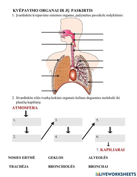 Žmogaus apvaisinimo schema