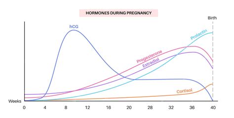 schema: kaip hCG hormonas gaminasi organizme po apvaisinimo