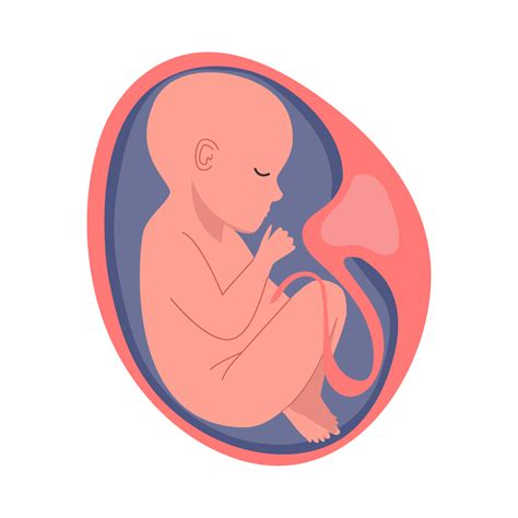 Vaisiaus padėties gimdoje schema