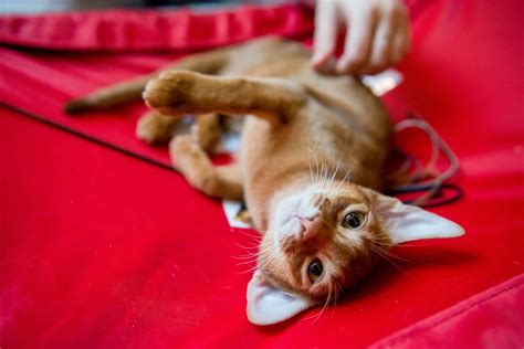 Katės poza nėščiosioms